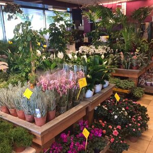 Sunny Flower image 2