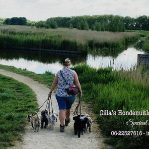 Cilla’s Hondenuitlaatservice image 2