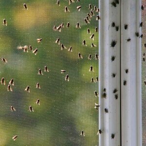 Ongediertebestrijding Jonker B.V. image 6