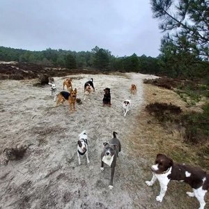 Honden Service Denk Helder image 1