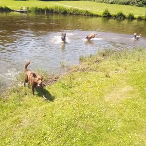 Honden Service Denk Helder image 2