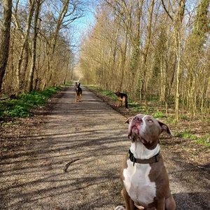 Honden Service Denk Helder image 3
