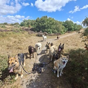 Honden Service Denk Helder image 4