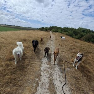 Honden Service Denk Helder image 5