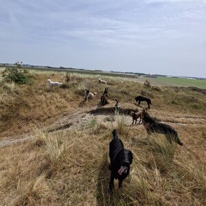Honden Service Denk Helder image 6