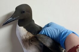 Vogelasiel vangt vervuilde vogels op na olievlek Texel