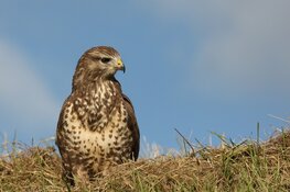 Roofvogels kijken op Balgzand