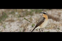 Goed nieuws over de tapuit in onze Noordduinen