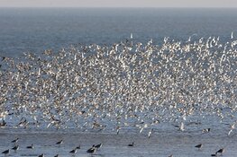 Wintergasten op Balgzand?