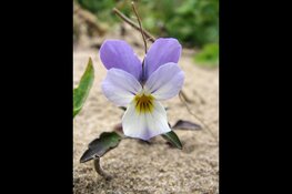 Dynamiek weer terug in de duinen