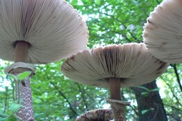Paddenstoelen zoeken in de Donkere Duinen 3 november