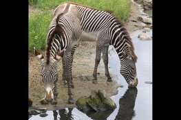 Fototentoonstelling in bibliotheek Julianadorp
