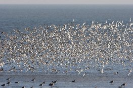 Roofvogels op Balgzand