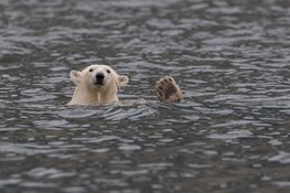 Fotolezing over spitsbergen: top of the world