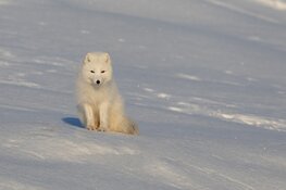 Fotolezing over spitsbergen: top of the world