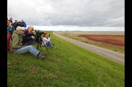 Excursie in vogelparadijs Balgzand
