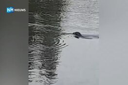 Schattig en uniek, maar ook zorgen om zeehondenpup in Helderse woonwijk