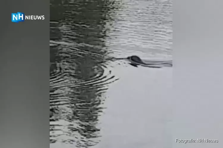Schattig en uniek, maar ook zorgen om zeehondenpup in Helderse woonwijk