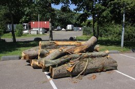 Iepziekte slaat opnieuw toe in Den Helder