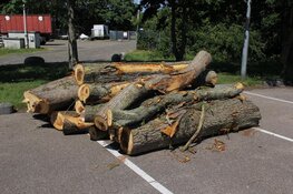 Iepziekte slaat opnieuw toe in Den Helder