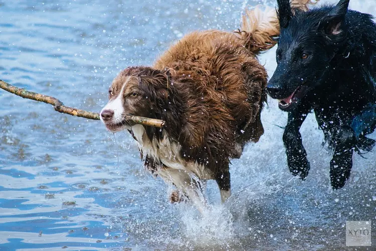 Live-uitzending Facebook over honden