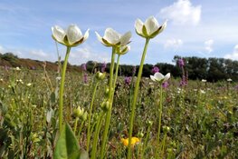 Wandeling door Refugium bij Den Helder, op zoek naar Parnassia