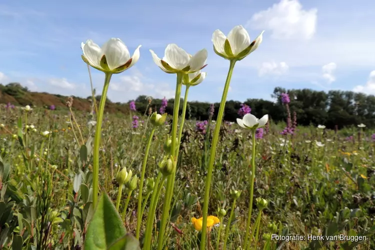 Wandeling door Refugium bij Den Helder, op zoek naar Parnassia