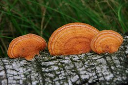 Foto’s Leen Gottschal in bieb Julianadorp