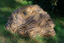 Foto’s Leen Gottschal in bieb Julianadorp