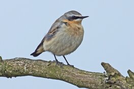 Reimer Bekius geeft het stokje over
