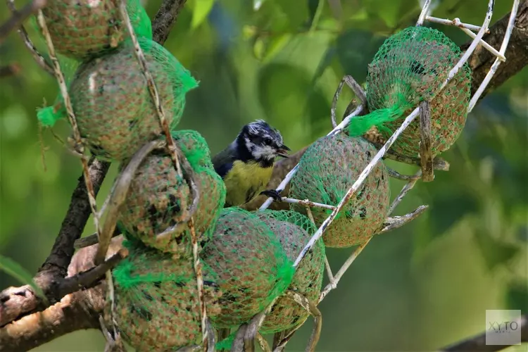 Handbalsters JHC lopen dorp door voor vogels en de clubkas