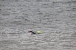 Hulpdiensten in Den Helder rukken uit voor professionele zwemmer