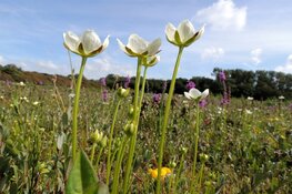 Ga op zoek naar de schoonheid van parnassia in Refugium bij Den Helder
