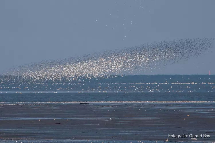 Balgzand vogelexcursie: komt de vogeltrek weer op gang?