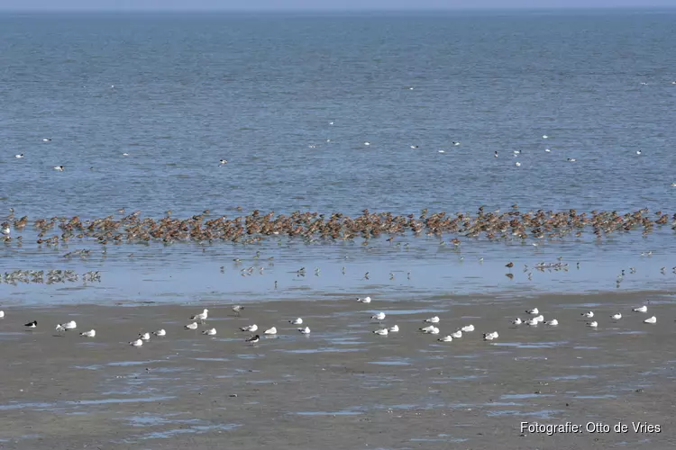 Op zoek naar de wintergasten op het Wad bij Balgzand.