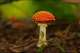 Op zoek naar paddenstoelen in de Donkere Duinen bij Den Helder