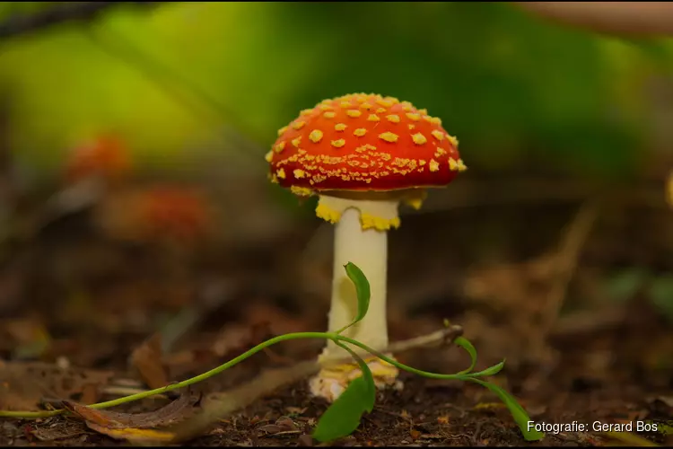 Op zoek naar paddenstoelen in de Donkere Duinen bij Den Helder
