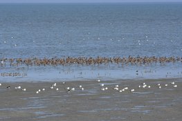 Volg de steltlopers op het Wad bij Balgzand