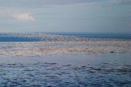 Roofvogels kijken op het Wad bij Balgzand