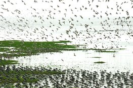 Spot de eerste trekvogels op het Wad bij Balgzand