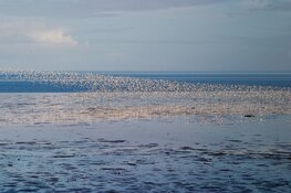 Zie de Lente op het wad van Balgzand bij Den Helder