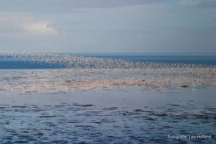 Zie de Lente op het wad van Balgzand bij Den Helder