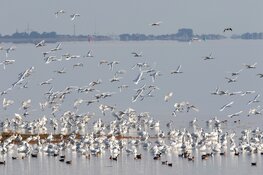 Prachtige lepelaars op de schor van Balgzand bij Den Helder