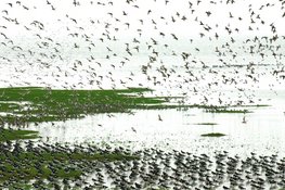 Spot de eerste trekvogels op de schor bij Balgzand