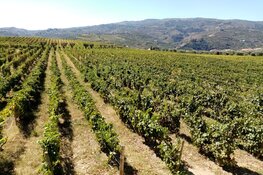 Authentiek Noord-Portugal: Het Douro Portwijngebied