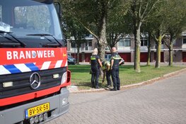 Hennepkwekerij zorgt voor wateroverlast in flatgebouw Den Helder