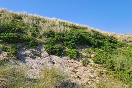 Invasieve exoten opruimen in de Noordduinen
