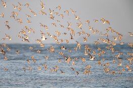 Bekijk de steltlopers op het Balgzand nabij Den Helder