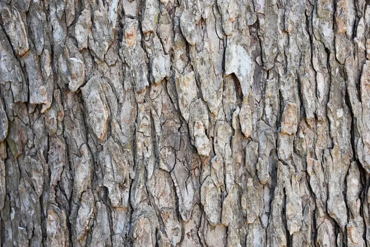 Veel bomen gekapt vanwege iepziekte