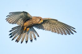 Ga mee roofvogels spotten op het Wad bij Balgzand